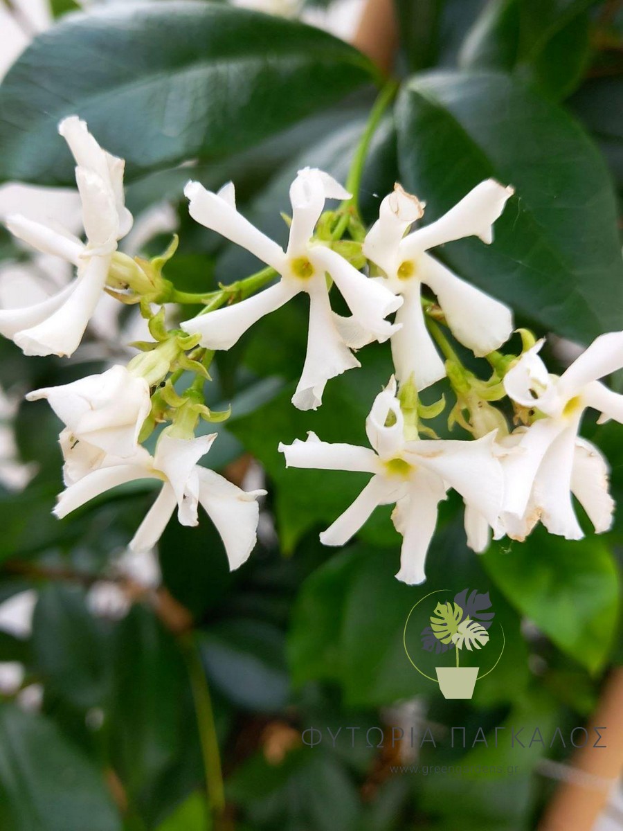 Ρυγχόσπερμα (Trachelospermum jasminoides) – Αναρριχώμενο με Άρωμα - 2